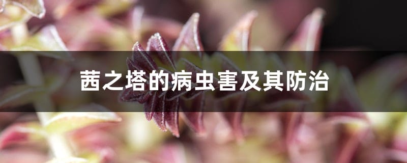 茜之塔的病虫害及其防治