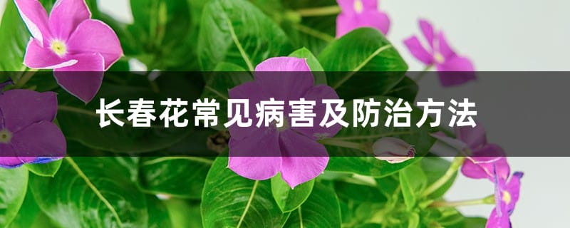 长春花常见病害及防治方法