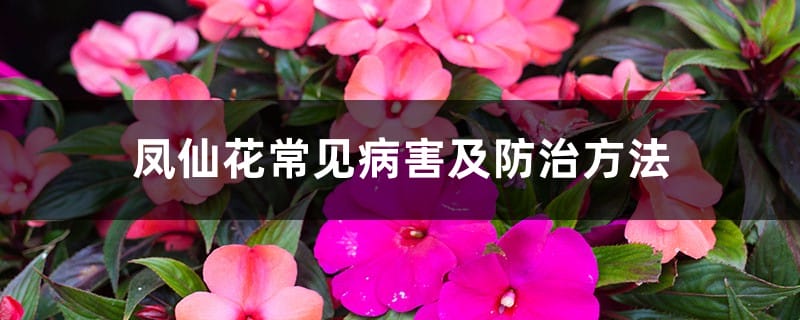 凤仙花常见病害及防治方法