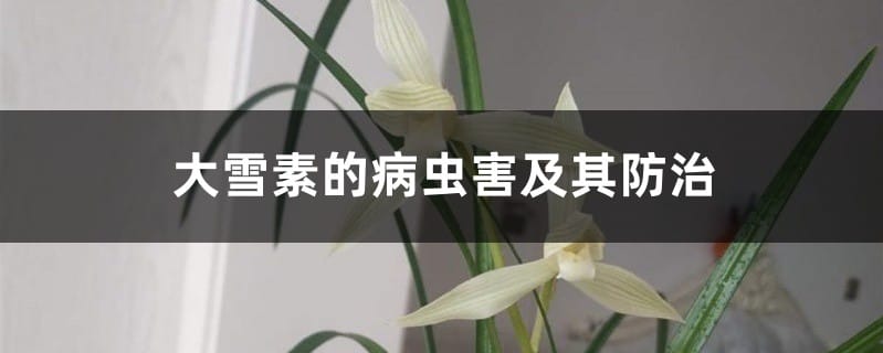 大雪素的病虫害及其防治