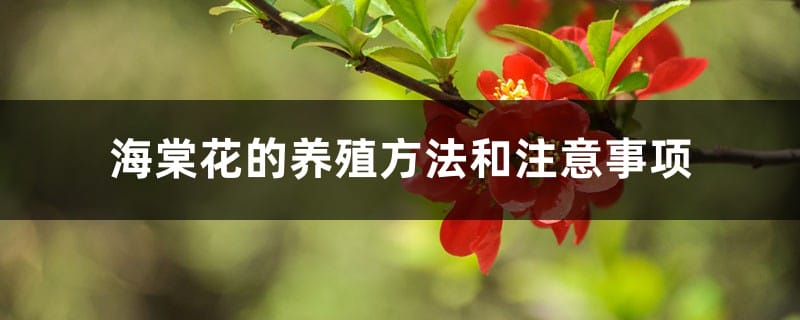 海棠花的养殖方法和注意事项