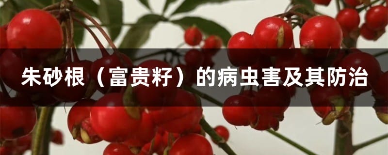 朱砂根（富贵籽）的病虫害及其防治