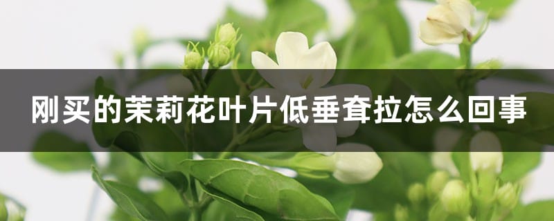 刚买的茉莉花叶片低垂耷拉怎么回事