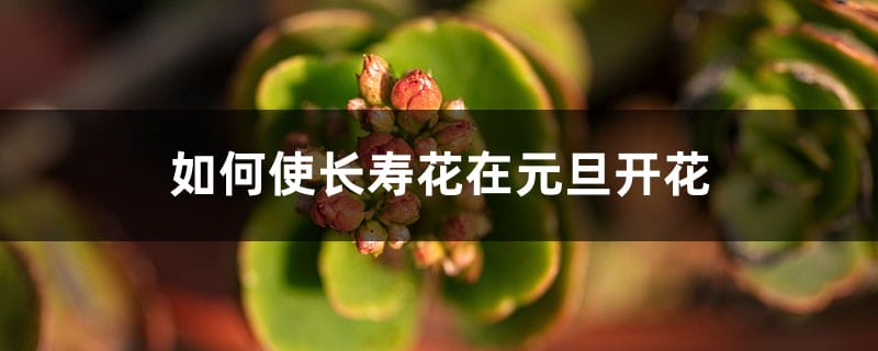 如何使长寿花在元旦开花