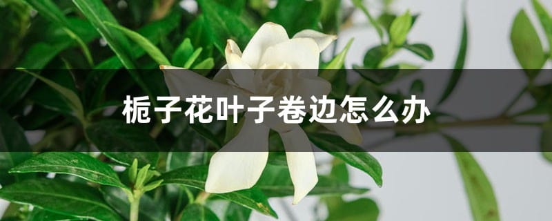 栀子花叶子卷边怎么办