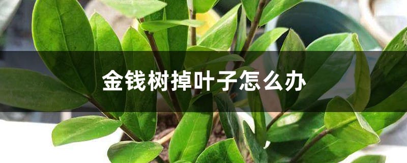 金钱树掉叶子怎么办