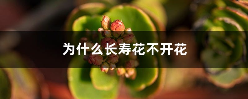 为什么长寿花不开花