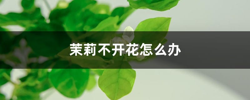 茉莉不开花怎么办