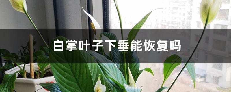 白掌叶子下垂能恢复吗