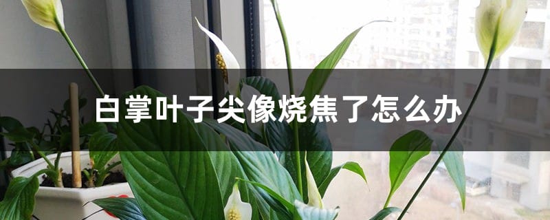 白掌叶子尖像烧焦了怎么办