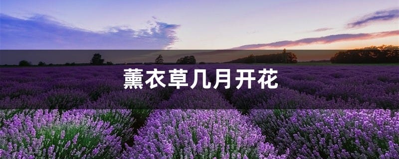 薰衣草几月开花