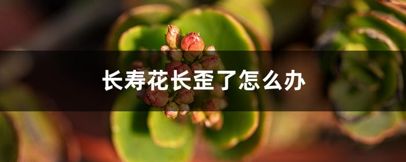 长寿花长歪了、长太高怎么办？