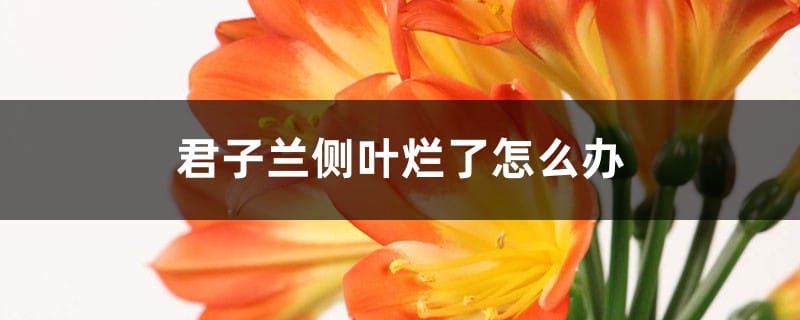 君子兰侧叶烂了怎么办