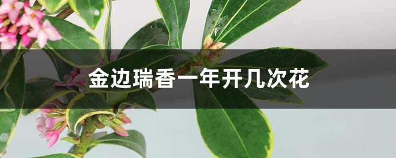 金边瑞香一年开几次花，不开花怎么办