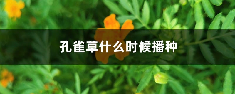 孔雀草什么时候播种，种植距离是多少