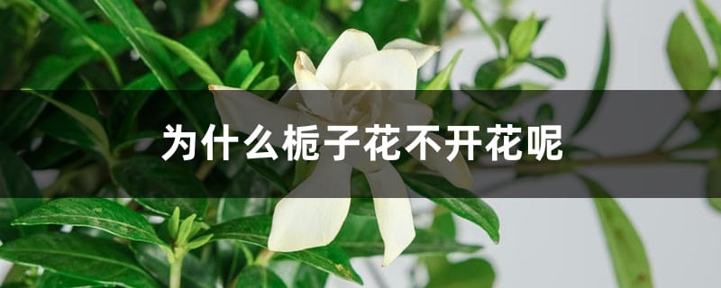 为什么栀子花不开花呢