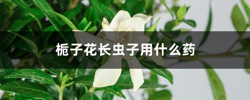 栀子花长虫子用什么药