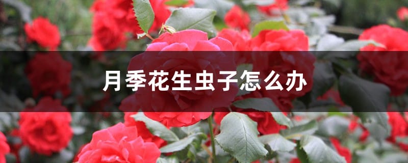 月季花生虫子怎么办