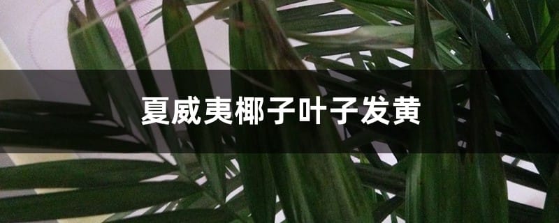 夏威夷椰子叶子发黄怎么办