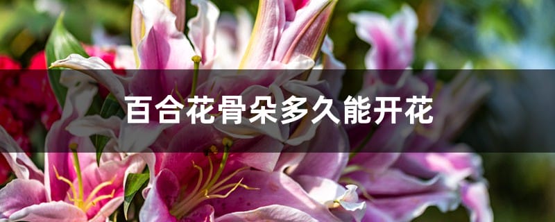 百合花骨朵多久能开花