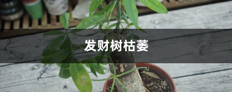 发财树枯萎是什么原因