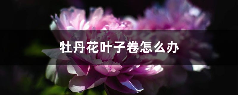 牡丹花叶子打卷怎么办