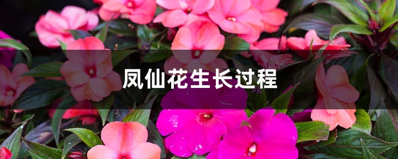 凤仙花生长过程