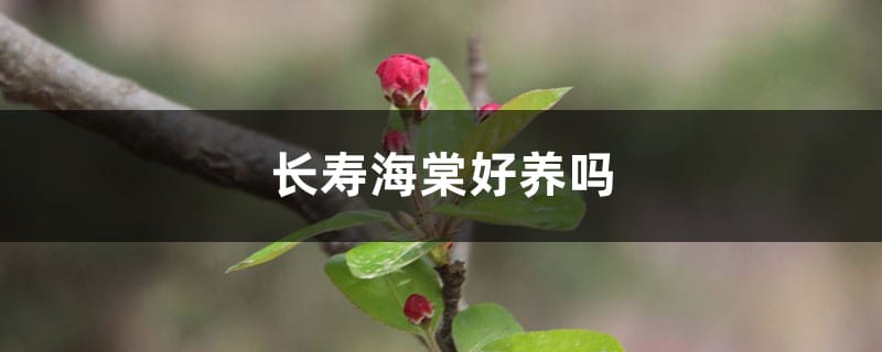 长寿海棠好养吗