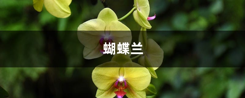 家里养盆“蝴蝶兰”，开的花赛得过牡丹，过年过节最应景！