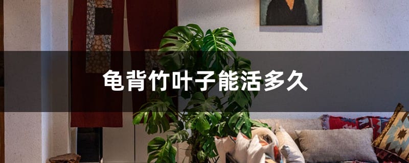 龟背竹叶子能活多久