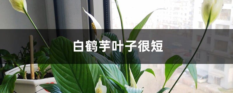 白鹤芋叶子很短怎么办