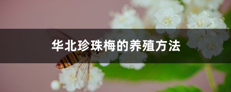 华北珍珠梅的养殖方法