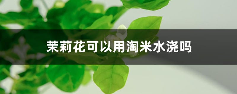 茉莉花可以用淘米水浇吗，浇花生虫怎么办