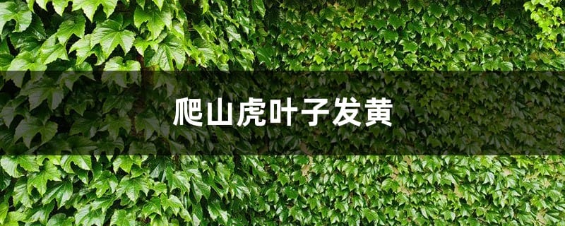 爬山虎黄叶的原因和处理办法