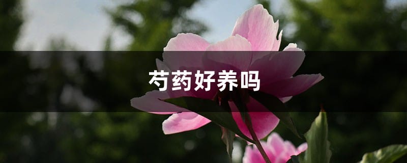 芍药好养吗