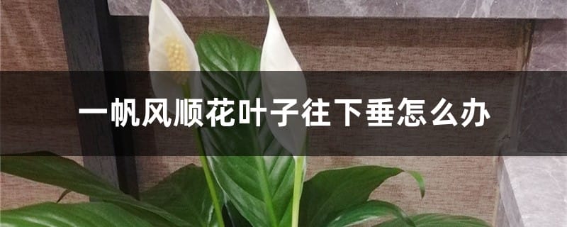 一帆风顺花叶子往下垂怎么办