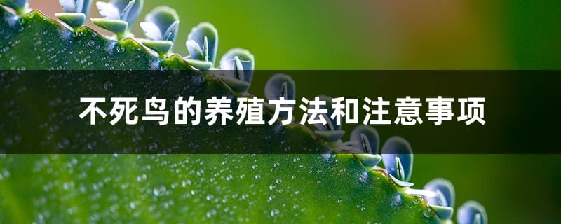 不死鸟的养殖方法和注意事项