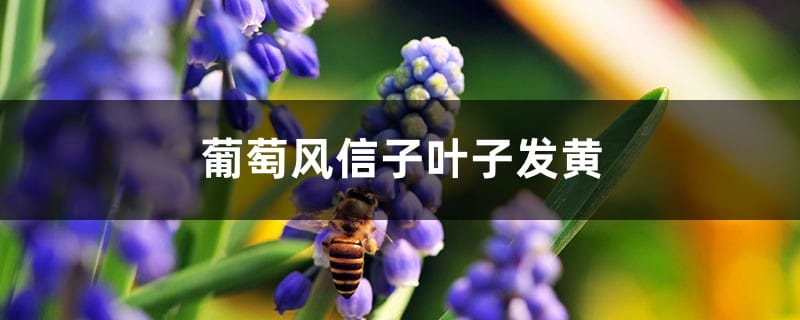 葡萄风信子黄叶的原因和处理办法