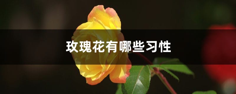 玫瑰花有哪些习性