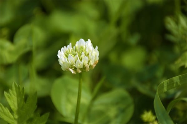 农村路边的野草，带城里变网红花，1棵就要20块！