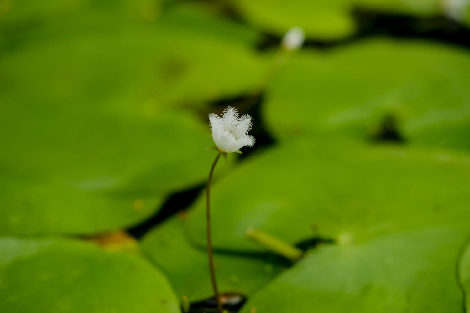 银莲花