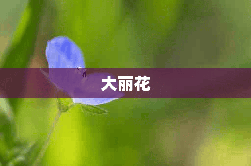 大丽花