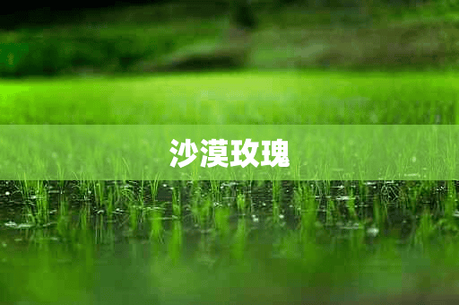 沙漠玫瑰