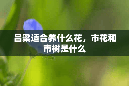 吕梁适合养什么花，市花和市树是什么