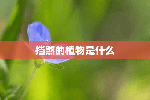 挡煞的植物是什么