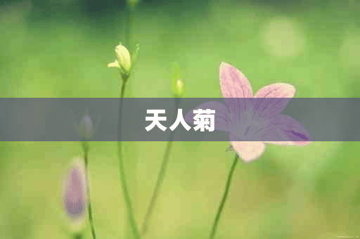 天人菊