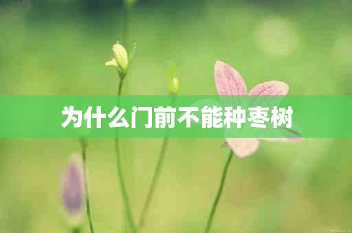 为什么门前不能种枣树