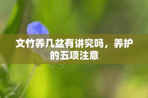 文竹养几盆有讲究吗，养护的五项注意