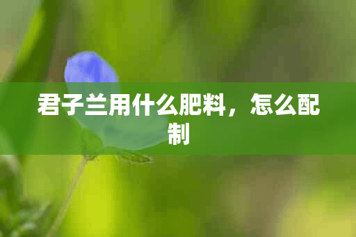 君子兰用什么肥料，怎么配制