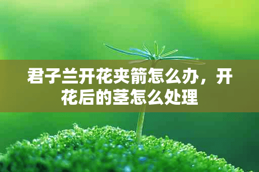 君子兰开花夹箭怎么办，开花后的茎怎么处理